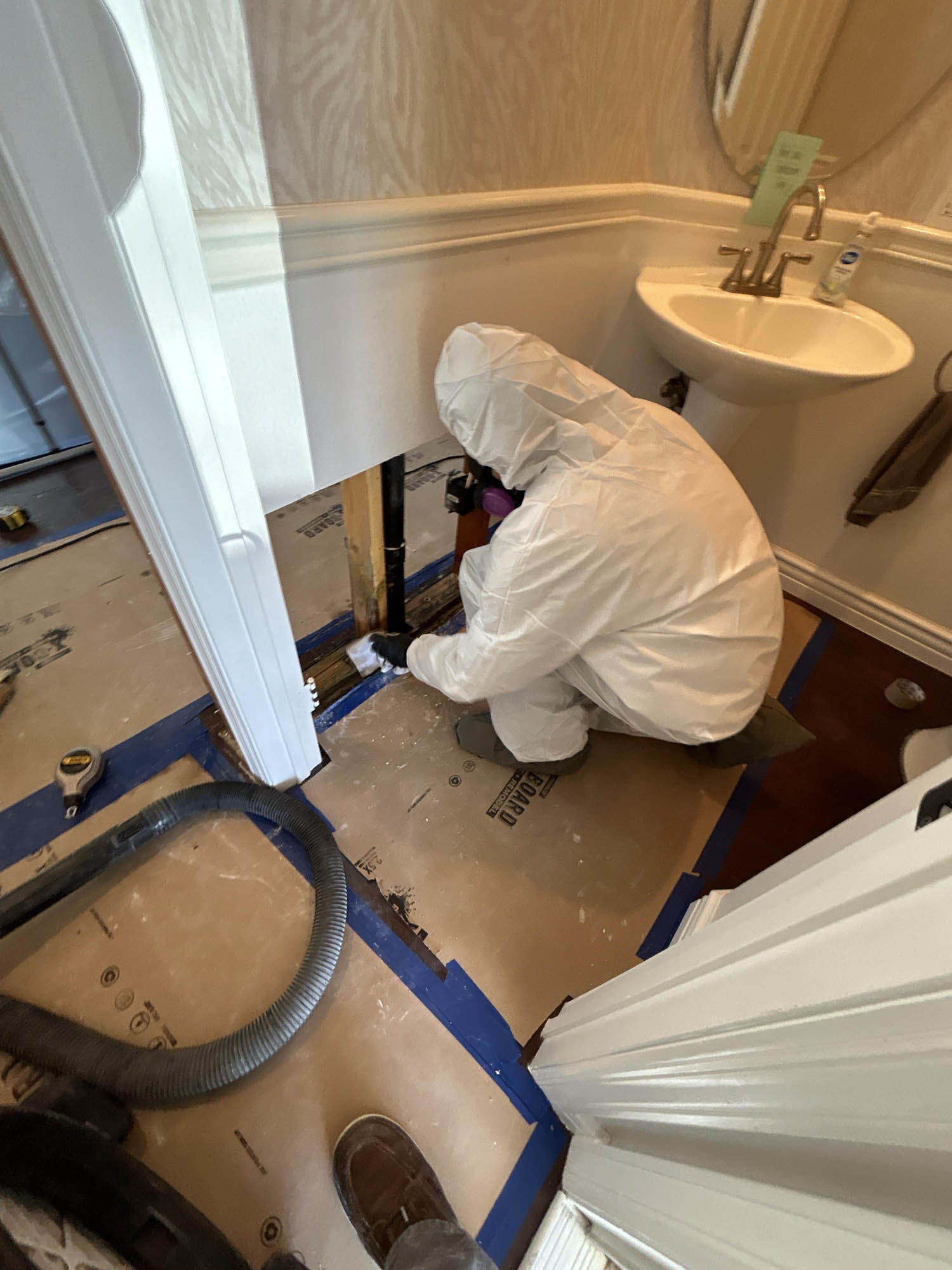 Mold Clean Up